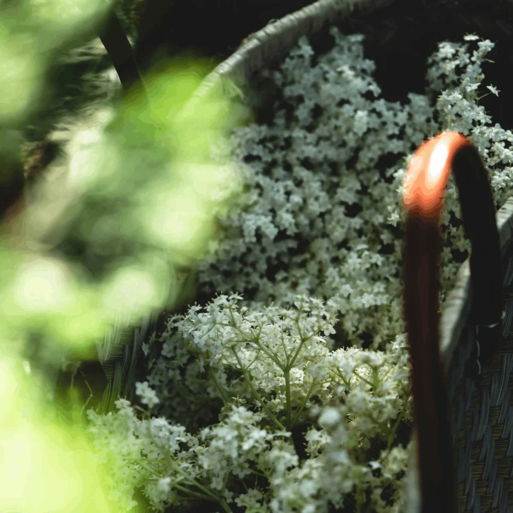 Panier rempli de fleurs de sureau fraîchement cueillies